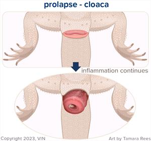 Cloacal prolapses look like a pink, round fleshy lump protruding from the cloacal opening. It may or may not have discharge. It can become very swollen over time, the longer it is prolapsed. This is an emergency situation. 
