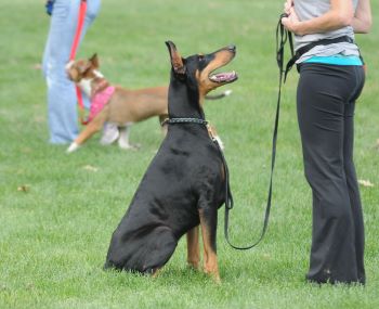 dog-on-leash-heeling