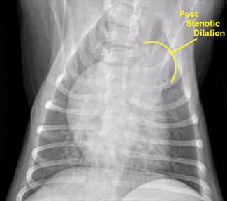 X-ray of a puppy with pulmonic stenosis