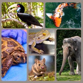 New exotic pet medicine group rattles establishment – News