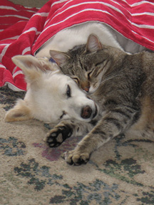 Photo image of a white dog and tiger cat sleeping cuddled together