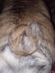 A photo image of A bulldog's screw tail