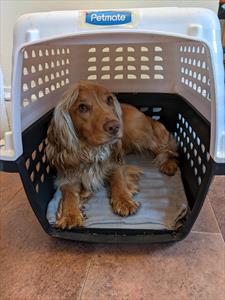 crate training