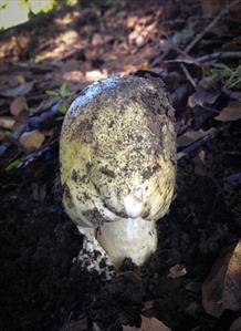 death-cap-mushroom