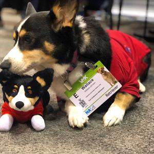 tri-color-corgi-with-stuffed-corgi-toy