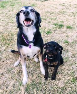 large-black-white-dog-small-black-dog-sitting