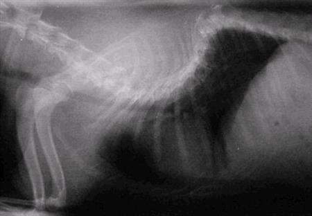 hemivertebra x-ray