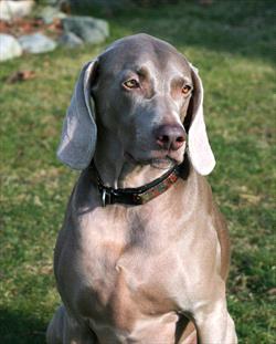 Weimaraner sitting on grass