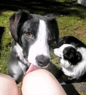 Are pets ‘probiotics’ for humans? – News
