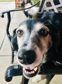 smiling-dog-on-bench