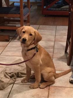 brown-puppy-sitting-on-leash-on-tile-floor