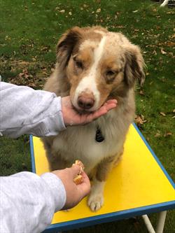 Encouraging dog to lean chin forward