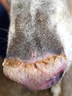 Photo showing Discoid lupus on a nose of a light-colored dog