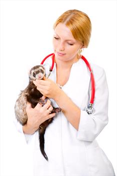 Photo image of a veterinarian holding a ferret.