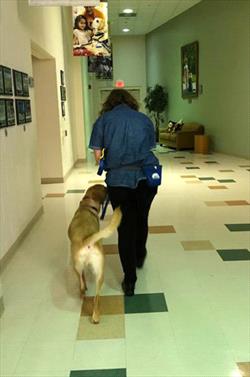 brown-dog-walking-away-on-leash