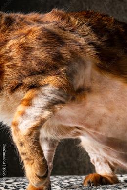 Orange and white cat with wrapped tail, showing marked balfnessl 