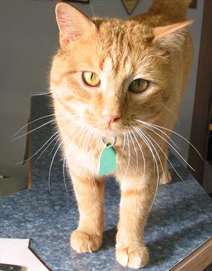 Photo of a yellow cat 