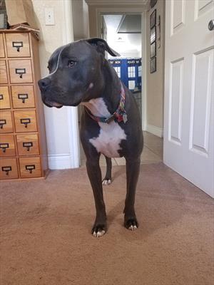 Bow legged pitbull puppy top