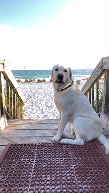 blonde-lab-at-beach