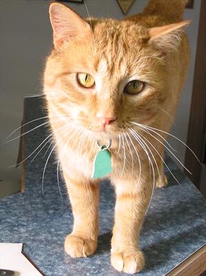 Orange Cat on Desk