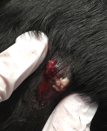 Follicular Cysts in Dogs - Veterinary Partner - VIN