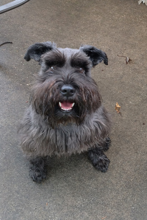 smiling-black-gray-schnauzer