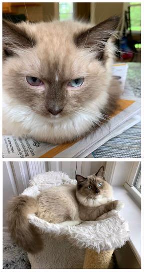 Overdue good news arrives for FIP cats in the US – News