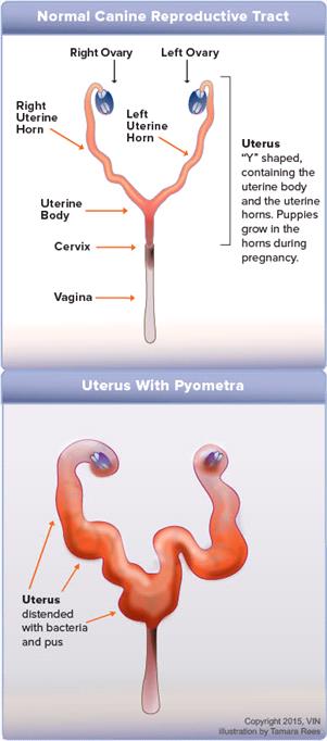 Two illistrations showing pyometra 