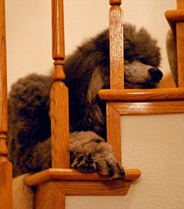 poodle-sleeping-on-stairs