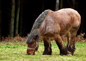 obese-pony-grazing-in-green-grass