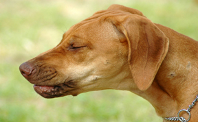 brown-dog-sneezing