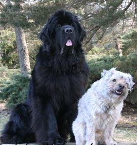large-black-dog-small-light-dog