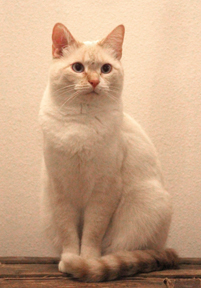 white-flame-tip-cat