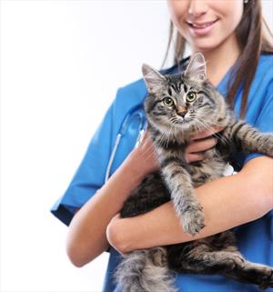 veterinarian-holding-cat