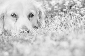 black-white-photo-dog-laying-in-grass