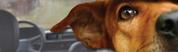 dog-in-backseat-of-car