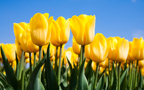 yellow-tulips-blue-sky