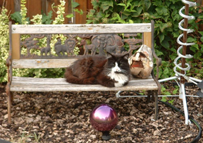 long-hair-black-cat-on-garden-bench