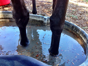 horse-hooves-in-bucket-of-water