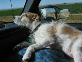 dog-sleeping-in-car