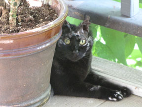 black-cat-next-to-planter