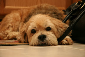 brown-dog-resting-on-floor