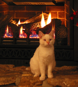 white-cat-fireplace