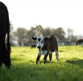 calf-in-grassy-field