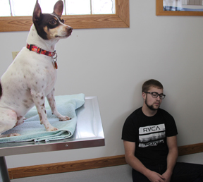 tri-color-rat-terrier-on-vet-table-man-on-floor