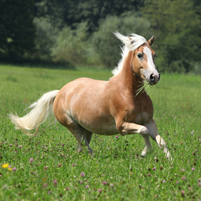ginger-horse-running-through-green-field