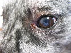 dog-eye-lesion-in-corner