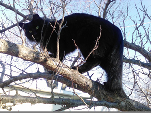black-cat-in-tree