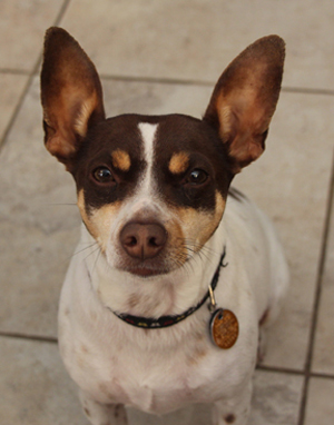 tri-color-rat-terrier