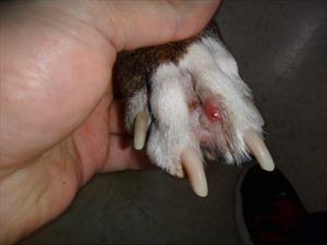 White and tan canine paw with a cyst between the second and third toes